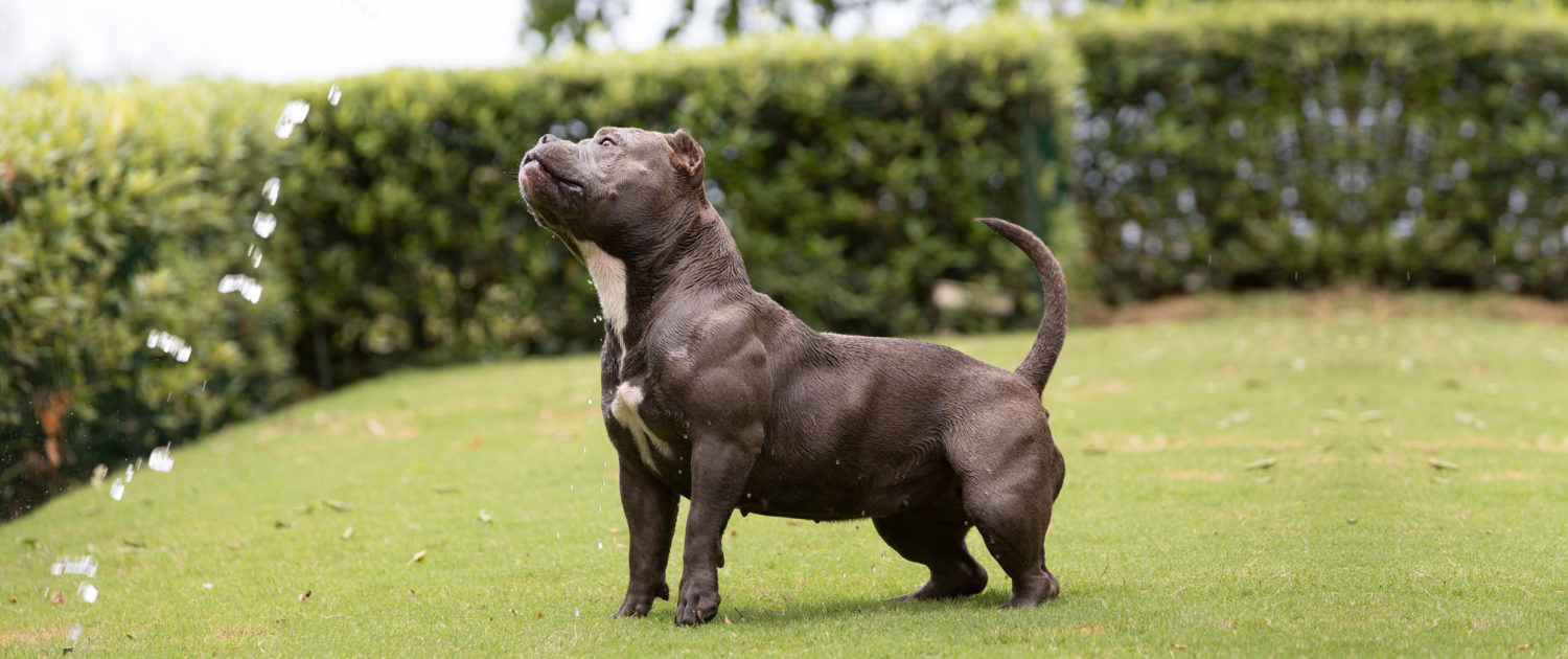 Ophelia South African American Bully Camp