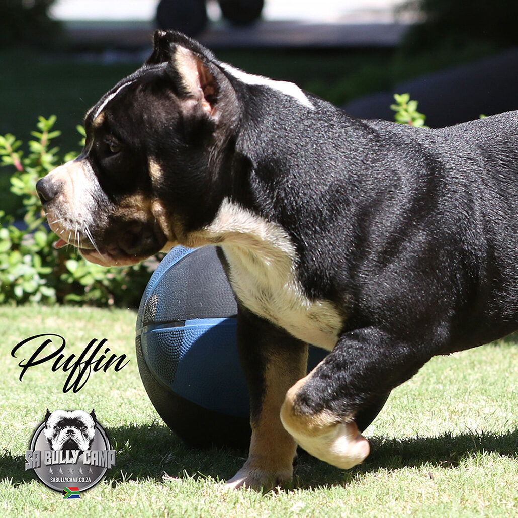 Puffin Extreme American Bully So