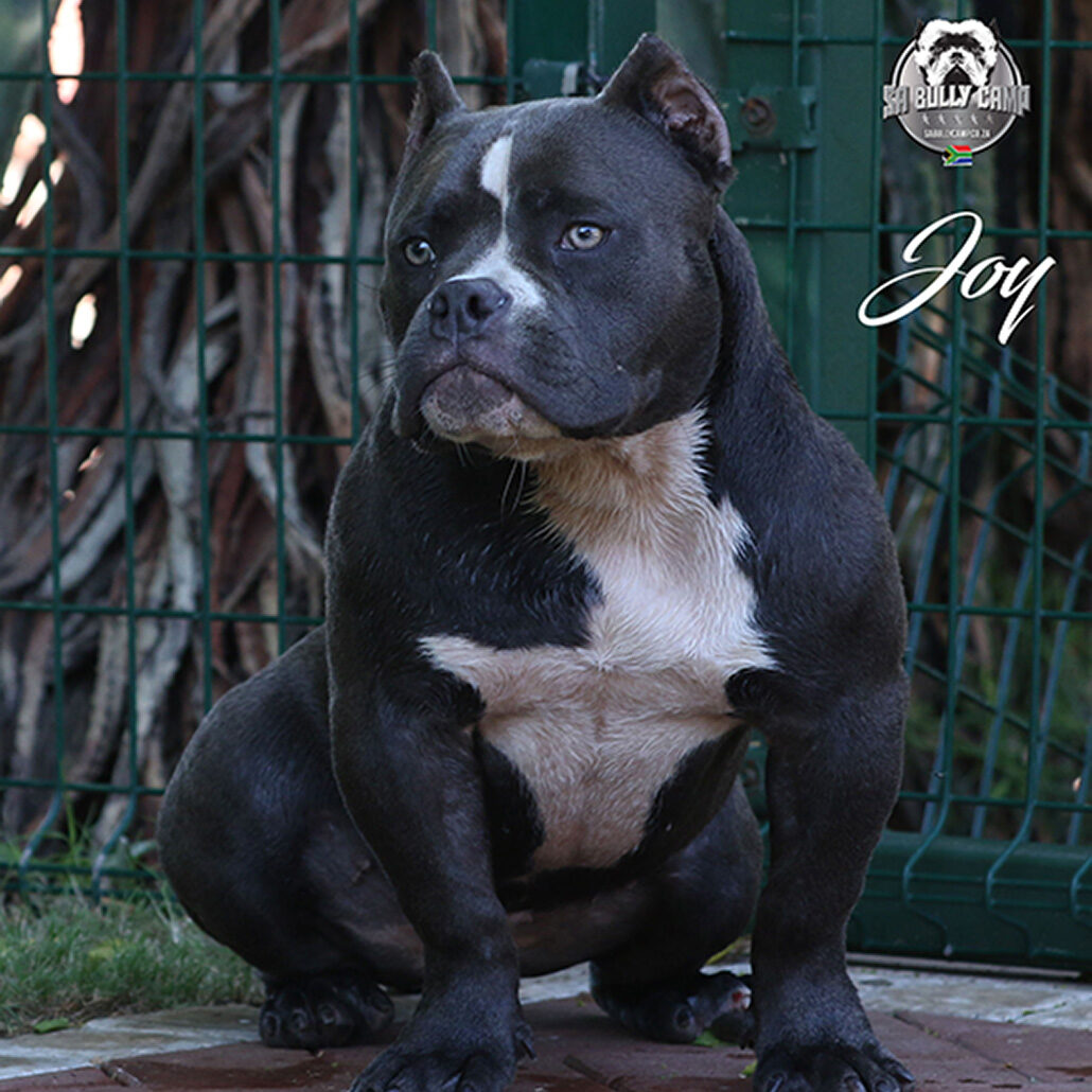 Joy Extreme American Bully South African American B