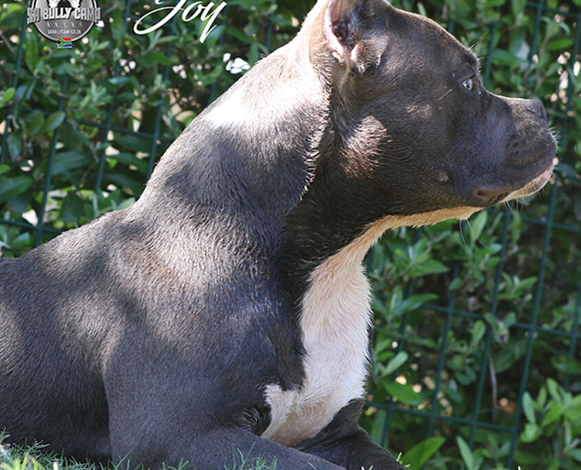 Joy Extreme American Bully South African American Bully Camp